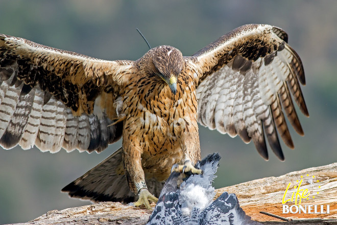 Ilustración 35. Haza 2015.