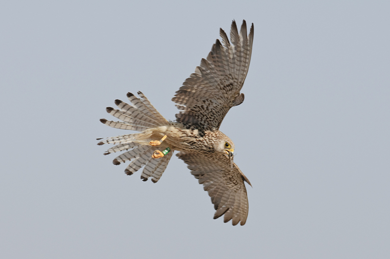 Hembra de cernícalo primilla, autor Saturnino Casasola