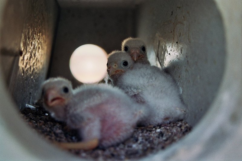 Pollos de cernícalo primilla en un nidal