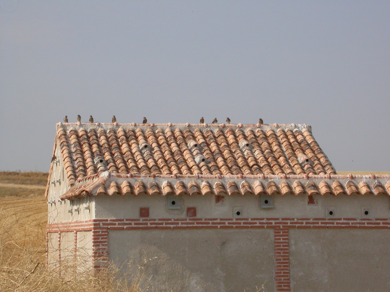 COLONIA DE PERALES DEL RÍO