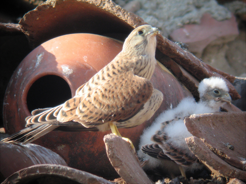 Hembra y Pollo de cernicalo primillas colonia Torrejón de Velasco . Foto Gerardo Barsi 2009