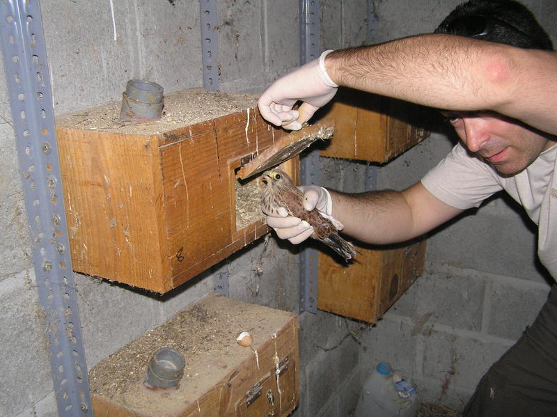 Introduciendo un pollo de cernícalo primilla en su nidal