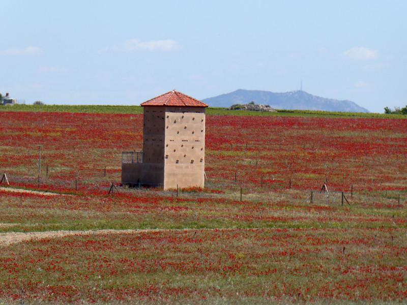 red de primillares