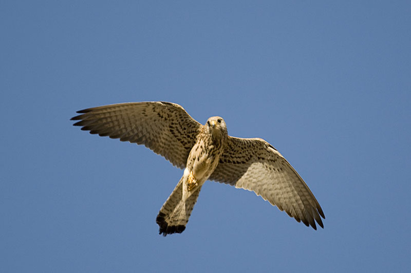 Hembra de cernícalo primilla, autor Saturnino Casasolas