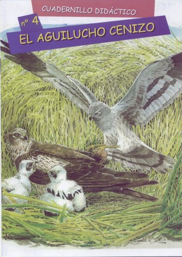 El aguilucho cenizo