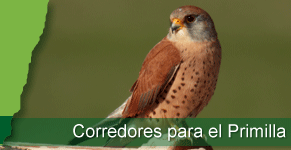 fh_corredores.png