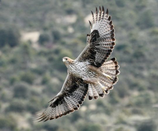 El macho de águila de Bonelli Bélmez, en vuelo. Este ejemplar forma parte de la primera pareja reintroducida de su especie que ha logrado criar en la Comunidad de Madrid. Foto: Sergio de la Fuente / GREFA. El macho de águila de Bonelli Bélmez, en vuelo. Este ejemplar forma parte de la primera pareja reintroducida de su especie que ha logrado criar en la Comunidad de Madrid. Foto: Sergio de la Fuente / GREFA.