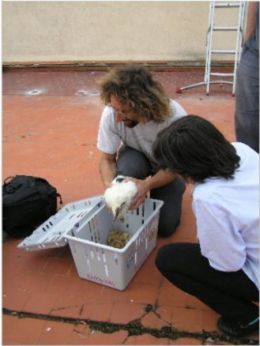 Momentos antes de introducir el pollo en el nido de la Plaza del Empecinado