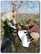 Águila real envenenada