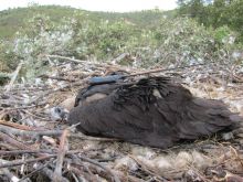 El menor de los pollos con su transmisor terrestre