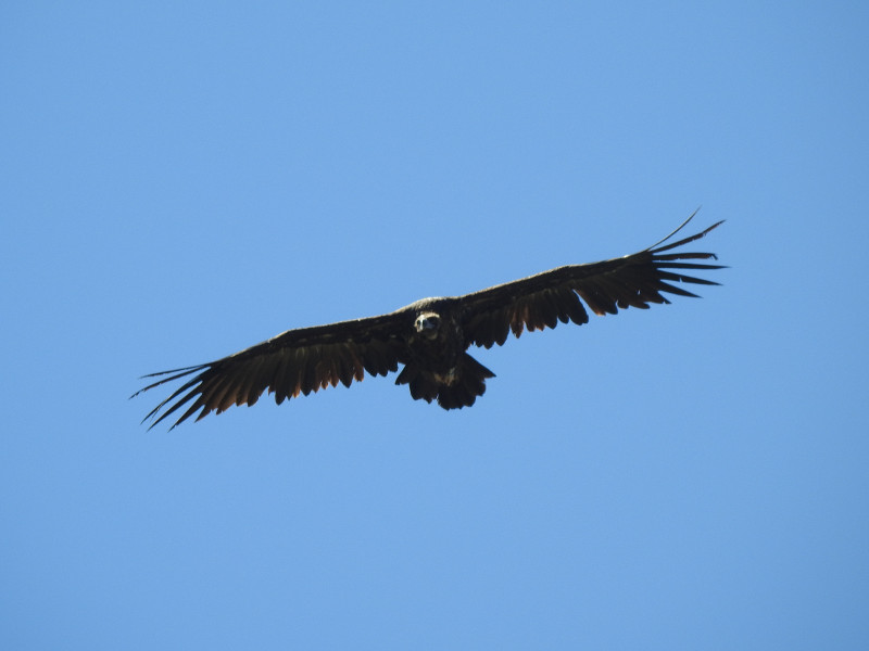 Buitre negro reproductor de la colonia de la especie en la reserva de Boumort (Lleida). Foto: PRBNC