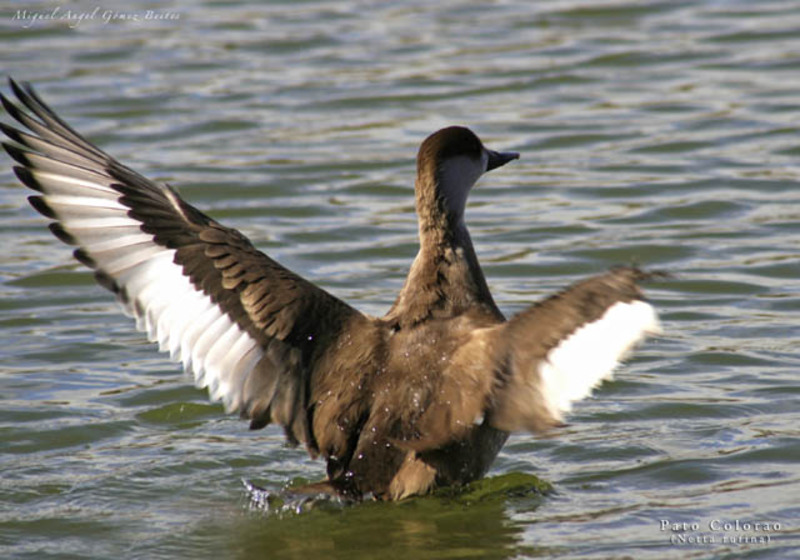 Pato Colorao. Las Tablas de Daimiel