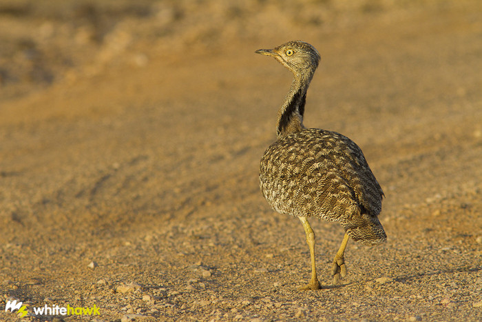 Hubara Canaria (Chlamidotis undulata fuertaventurae)