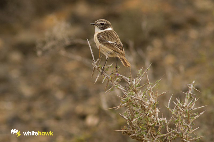 Tarabilla Canaria (Saxicola dacotiae)