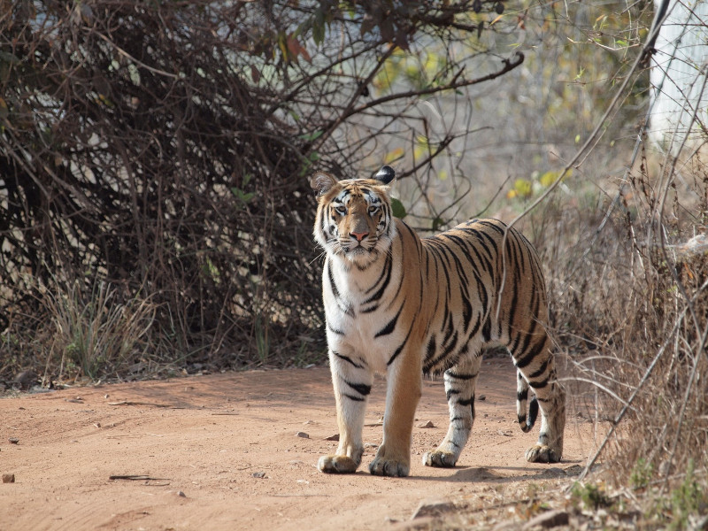 India: Tigres, aves y Taj Mahal