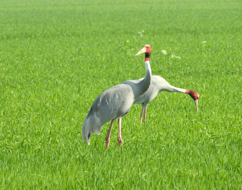 Grulla sarus