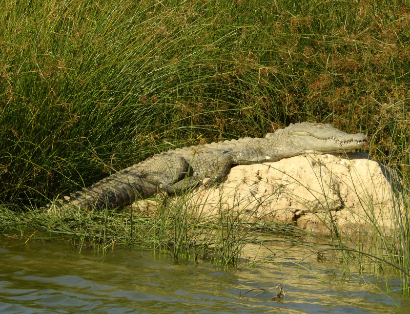 Cocodrilo de las marismas