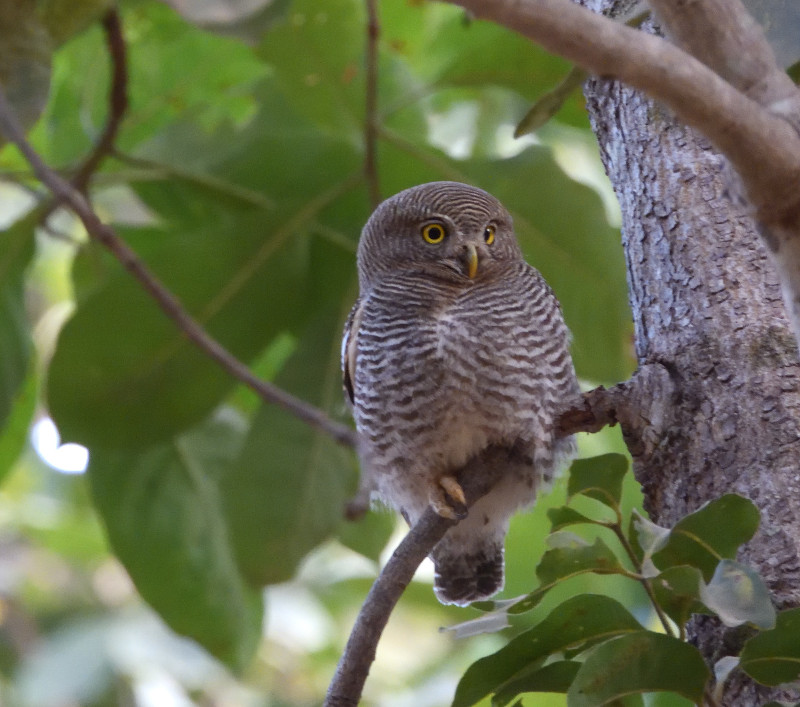 Ejemplar de mochuelo de la jungla (Glaucidium radiatum) posado en la rama de un árbol. Esta especie es una de las rapaces nocturnas que se pueden observar en la India. Foto: Pau Lucio.