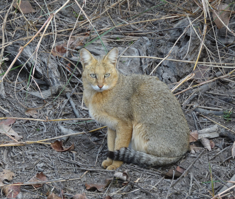 Gato de la jungla