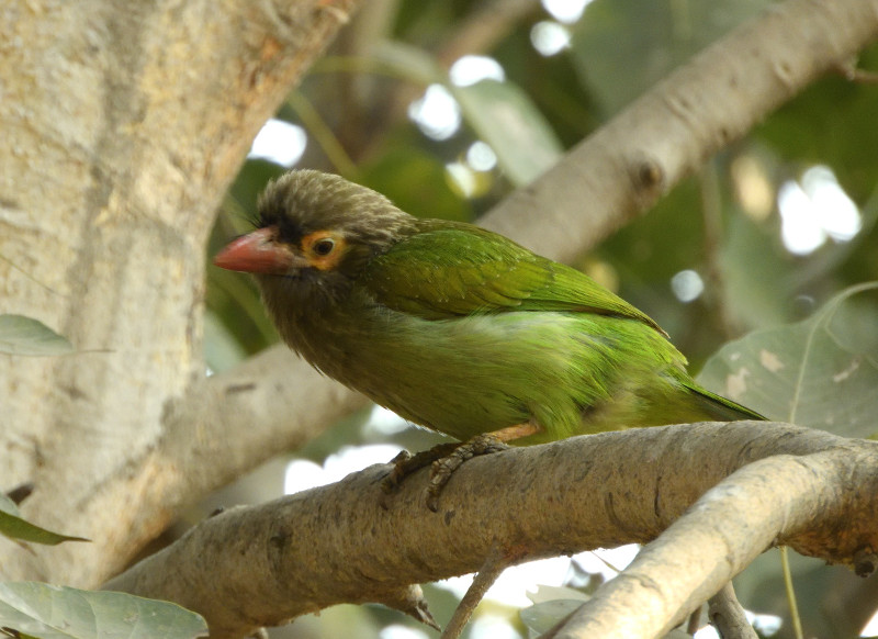 Barbudo cabecipardo