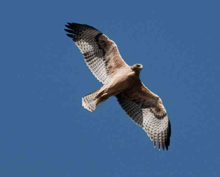 Buteo rufinus