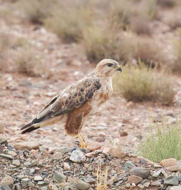 Buteo rufinus