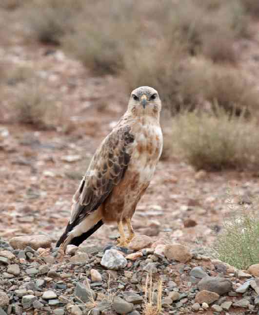 Buteo rufinus