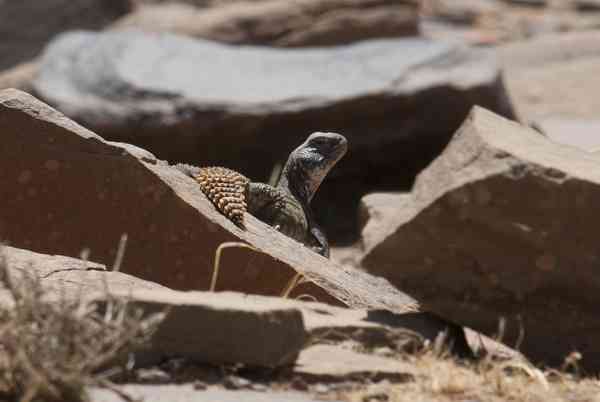 Uromastix acanthinuros