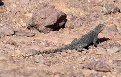 Tapelus mutabilis (Macho)