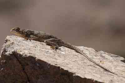 Agama imperialis(Macho)