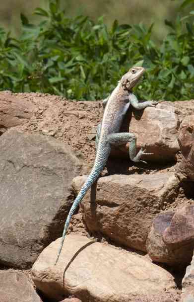 Agama imperialis(Macho)