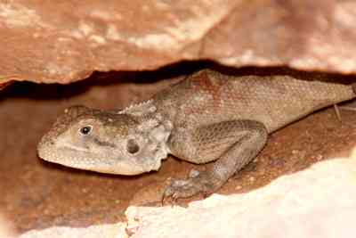 Agama imperialis(Hembra)