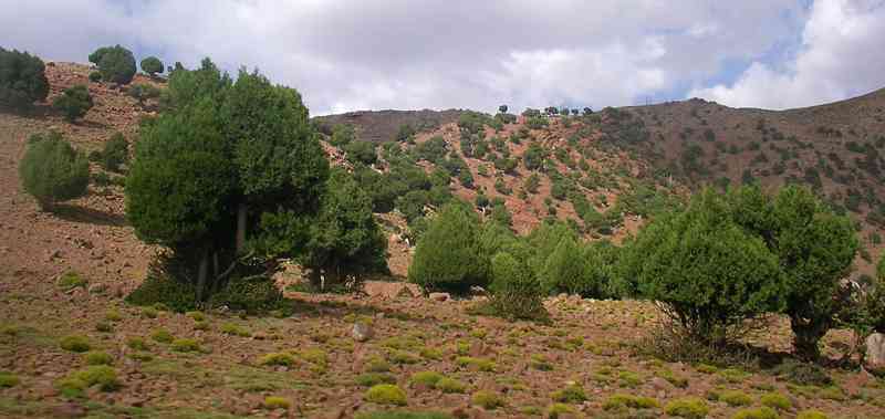 Tetraclinis articulata