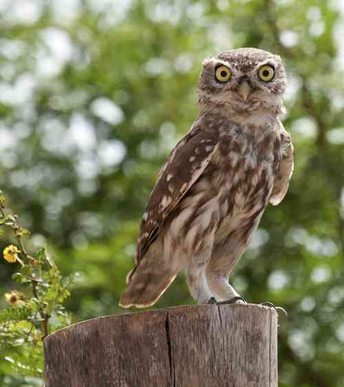 Athene noctua glaux