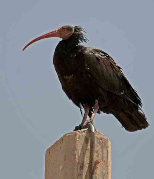 Ibis