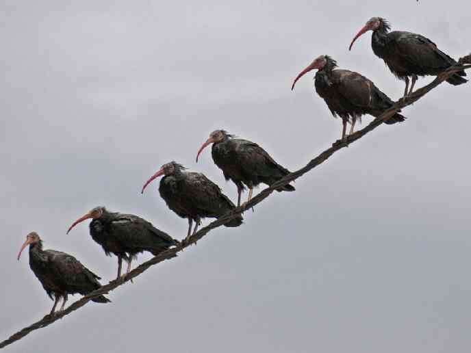 Ibis