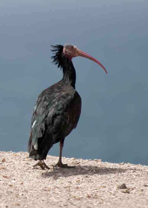 Ibis