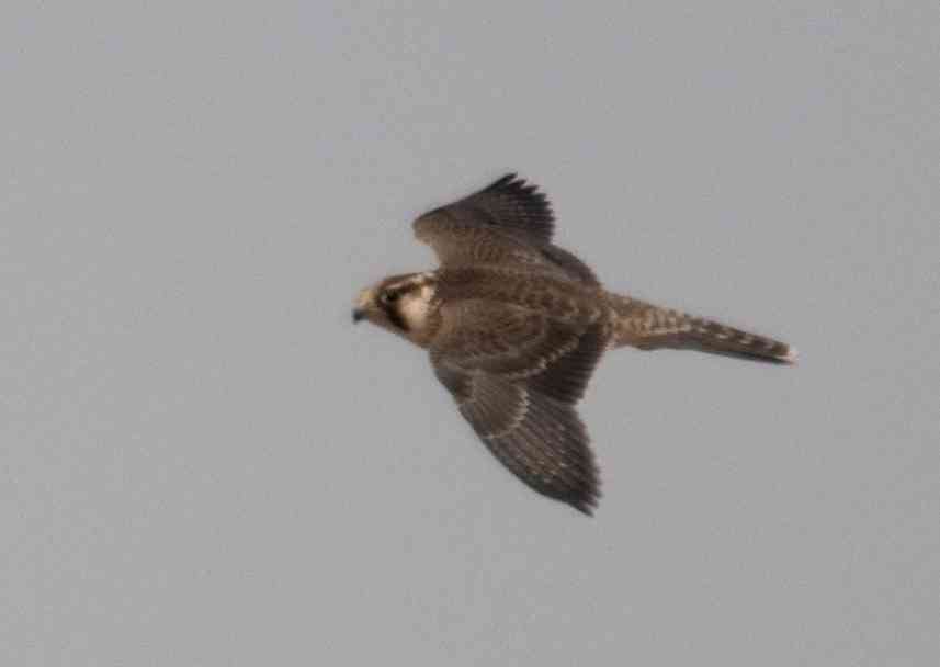 Falco pelegrinoides