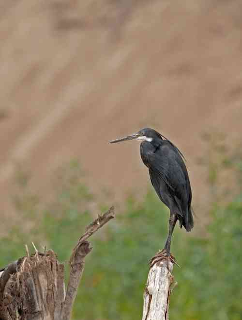 Egretta gularis