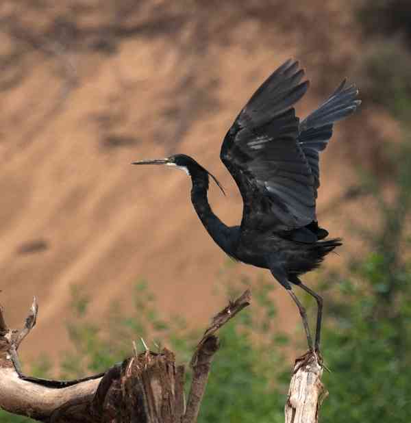 Egretta gularis