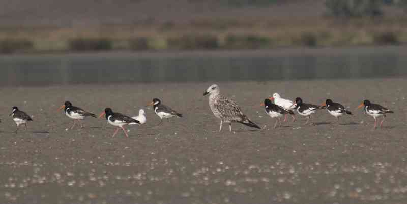 Haematopus palliatus- Se aprecia un ejemplar albino