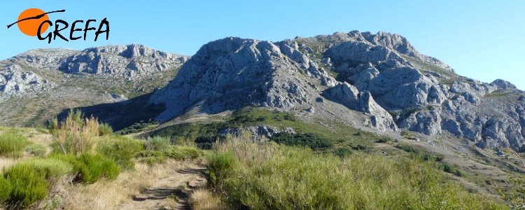 Palencia, tierra de osos,lobos y ahora bisontes