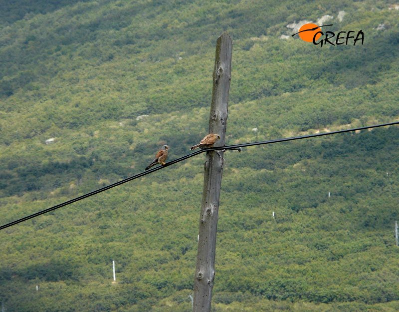 Pareja de Cernícalos primilla. Lesser Kestrel. Falco naumanni.