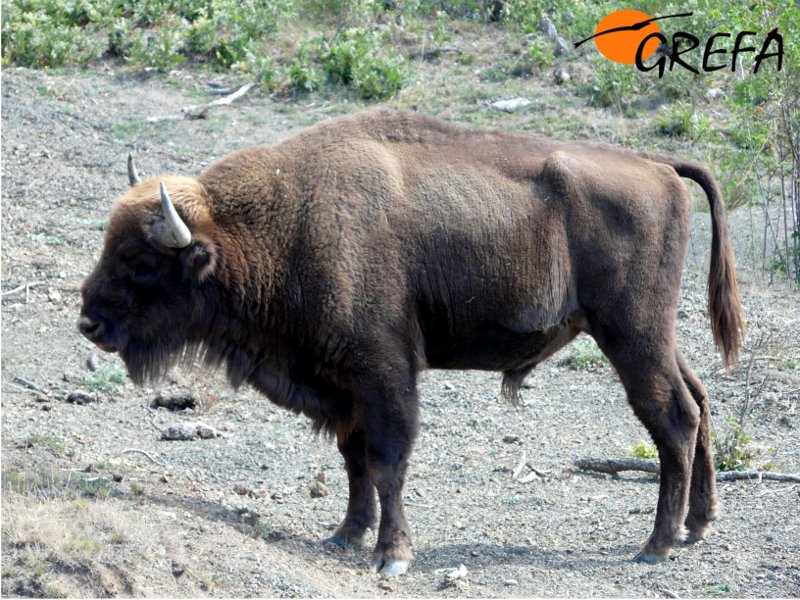 Macho adulto de bisonte europeo. European bison. Bison bonasus.