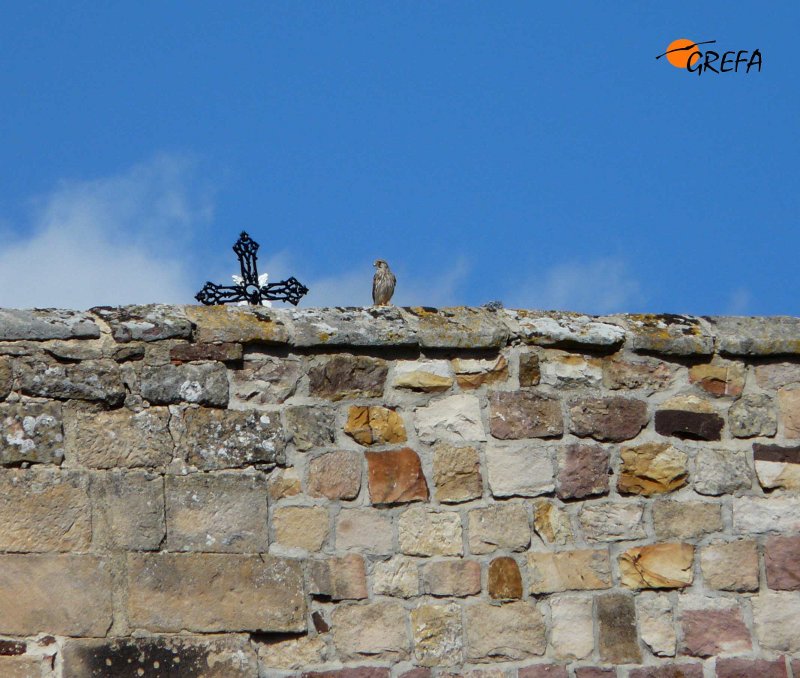 Cernícalo Vulgar. Common Kestrel. Falco tinnunculus.