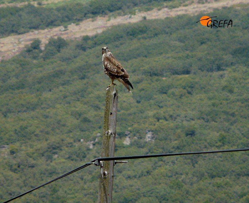 Ratonero común. Common Buzzard. Buteo buteo.