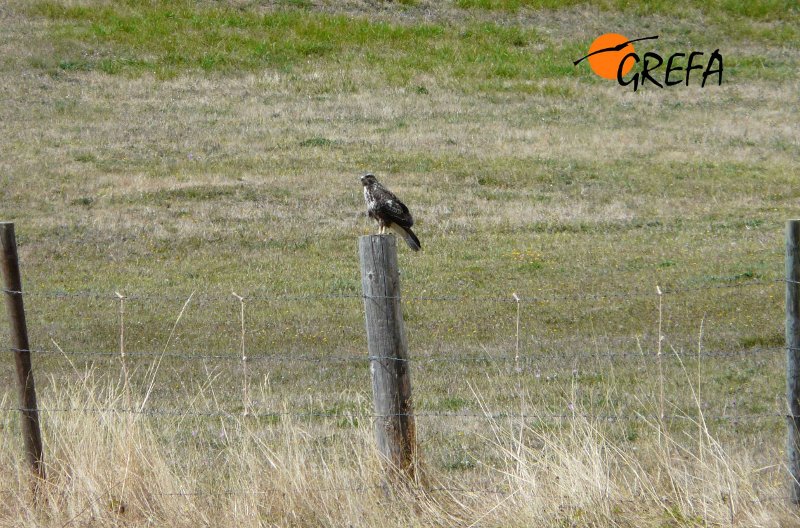 Ratonero Común. Common Buzzard. Buteo buteo.