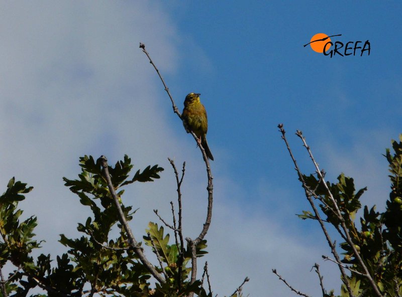 Escribano Cerillo, Yellowhammer, Emberiza citrinella.