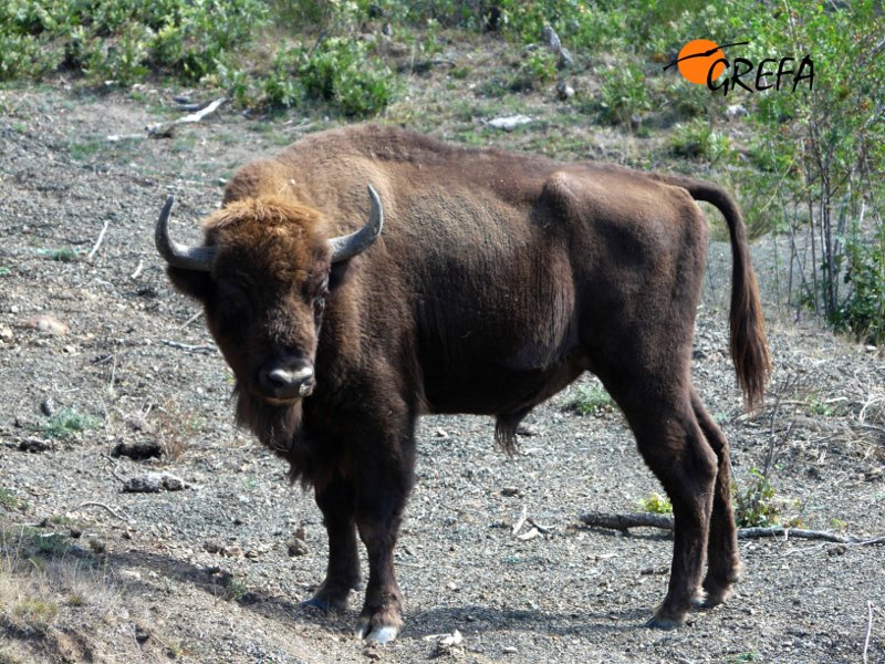 Macho adulto de bisonte europeo. European bison. Bison bonasus.