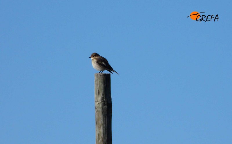 Papamoscas cerrojillo, Pied Flycatcher, Ficedula hypoleuca.